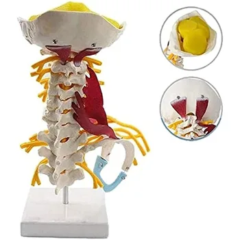1:1 Tamanho Da Vida Humana Vértebras Cervicais Da Anatomia Humana E Da Medula Espinhal Do Nervo Tronco Cerebral Occipital Modelo